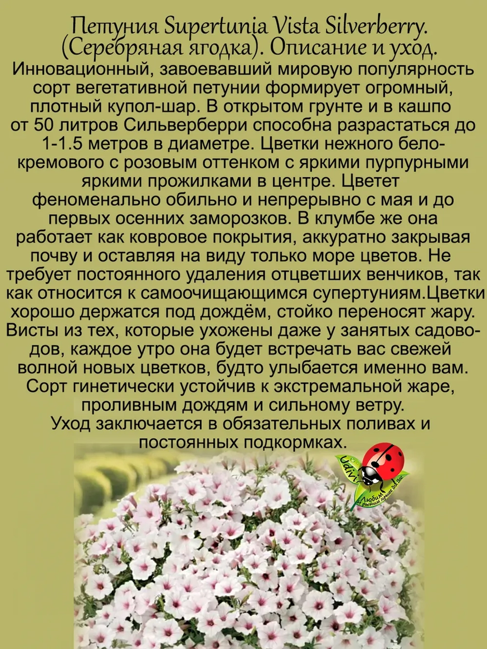 Петуния Виста Сильверберри Серебряная ягодка