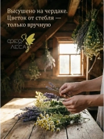Цвет липы с листом для чая