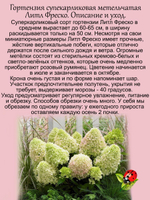 Гортензия карликовая Литл Фреско метельчатая