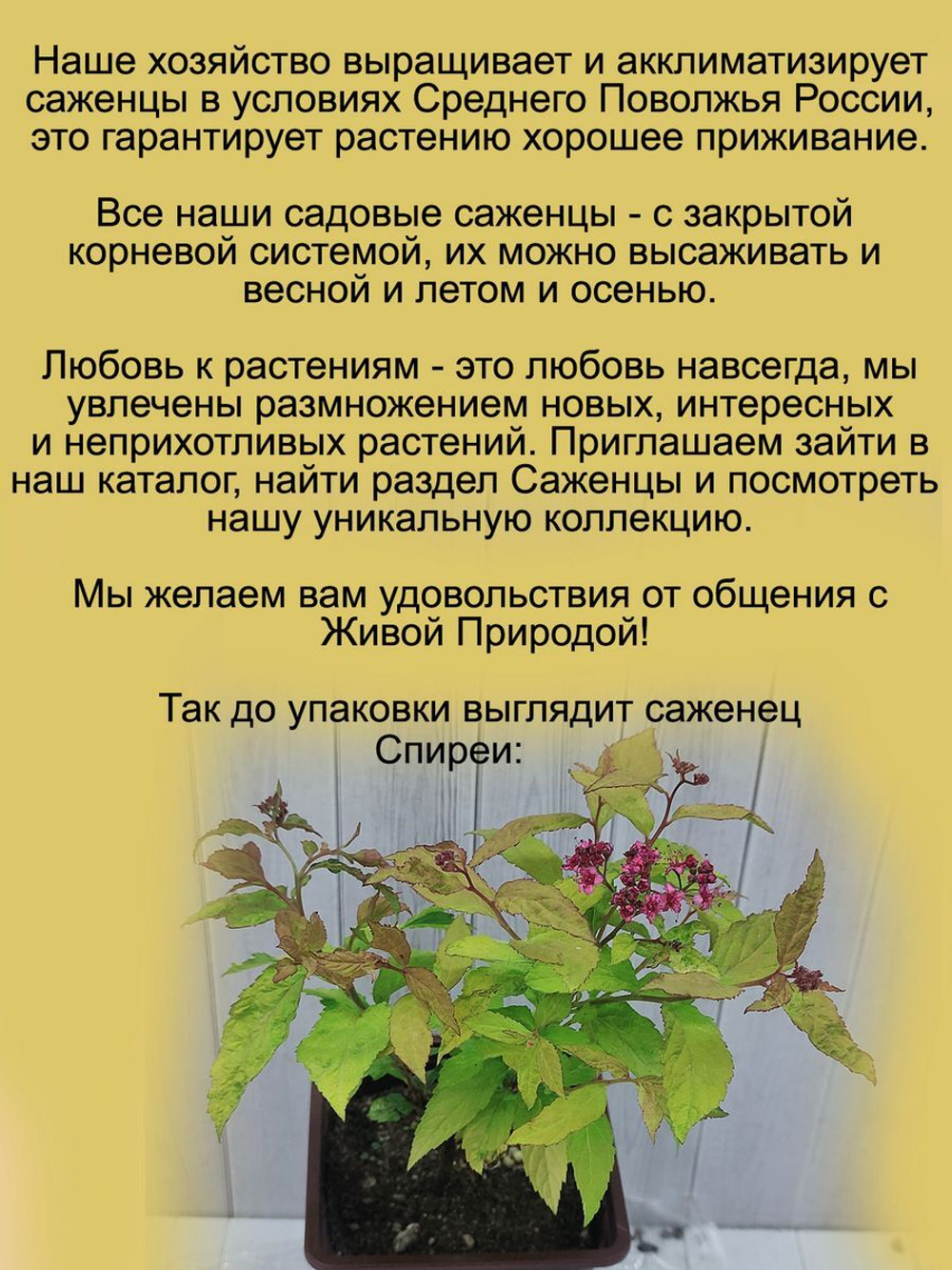 Спирея японская Голдфлейм золотая