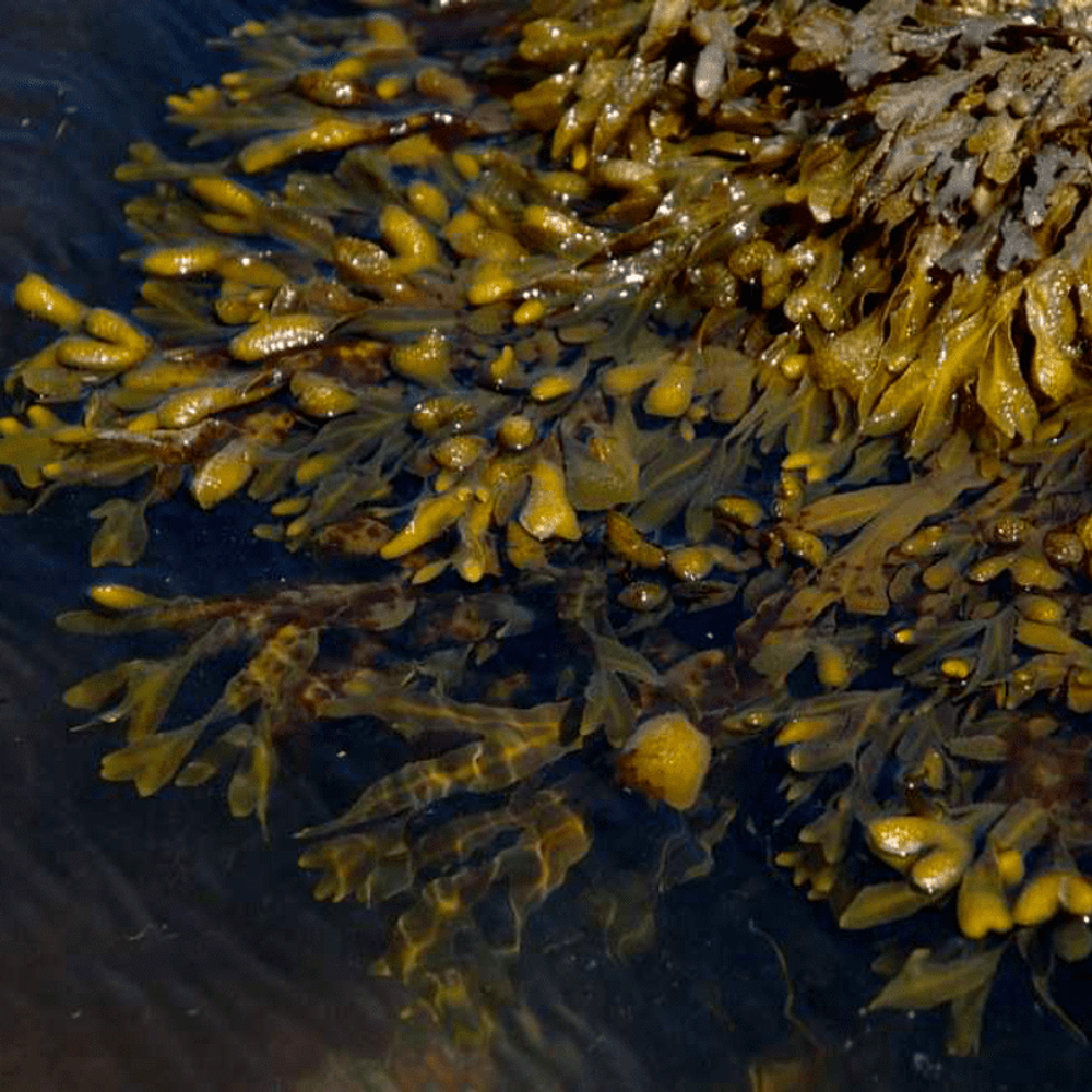 Водоросли морские абсолют (Индия)