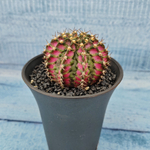 Gymnocalycium T-Rex Pink hybride (Гимнокалициум T-rex)