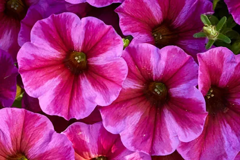 ЕВРО Петхоа BeautiCal Rose Star (Volmary) укоренный черенок ЯНВАРЬ поставка 12