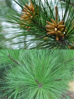 Семена Сосна ладанная (Pinus taeda) 1гр