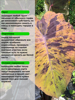 Колоказия Тень Ягуара корневище