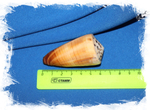Conus ferrugineus размер
