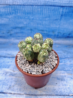 Euphorbia Pseudoglobosa variagate (Эуфорбия)