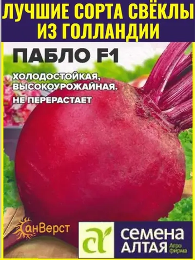 Семена сладкой свеклы Пабло F1 из Голландии