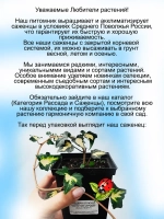 Хедера Золотое сердце Голдхард плющ