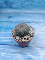 Euphoria Obesa (Эуфорбия)