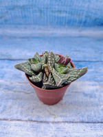 Faucaria Tuberculosa (Фаукария)