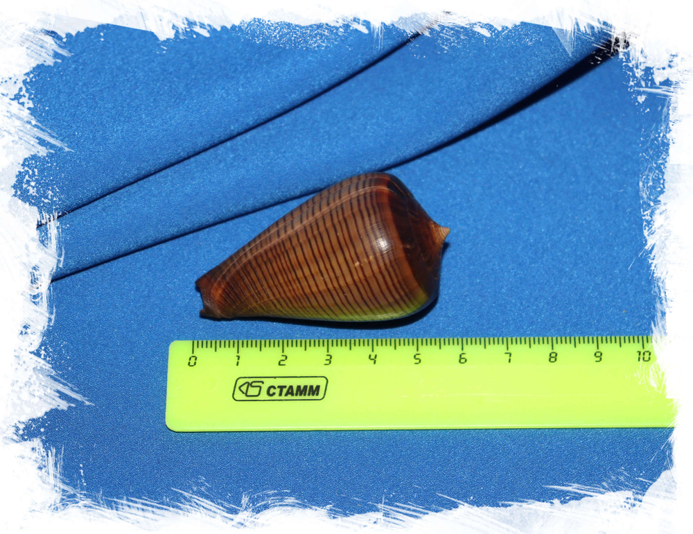 Конус фигулинус (Conus figulinus) размер
