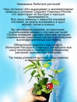 Мелисса Лимончелло экстра интенсивная