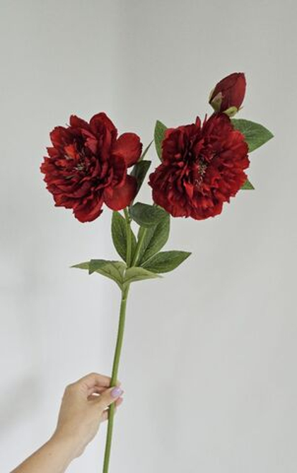 Пион / Арт 2574