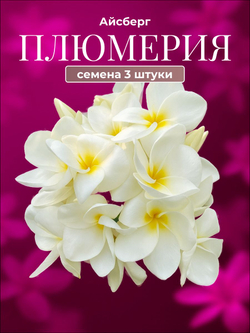 Плюмерия "Императорская Роза" семена 3 штуки (сбор октябрь 2025 г)