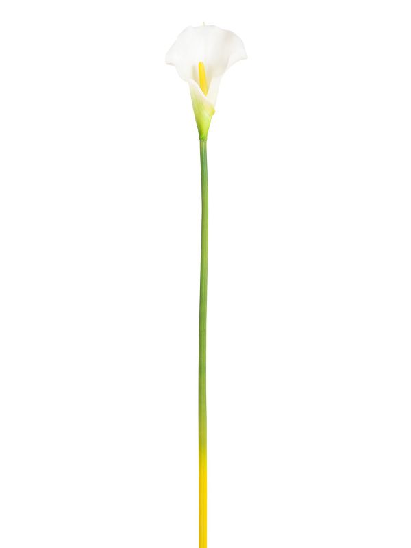 Цветок декоративный Fiebiger Floristik: Калла, 206317-100