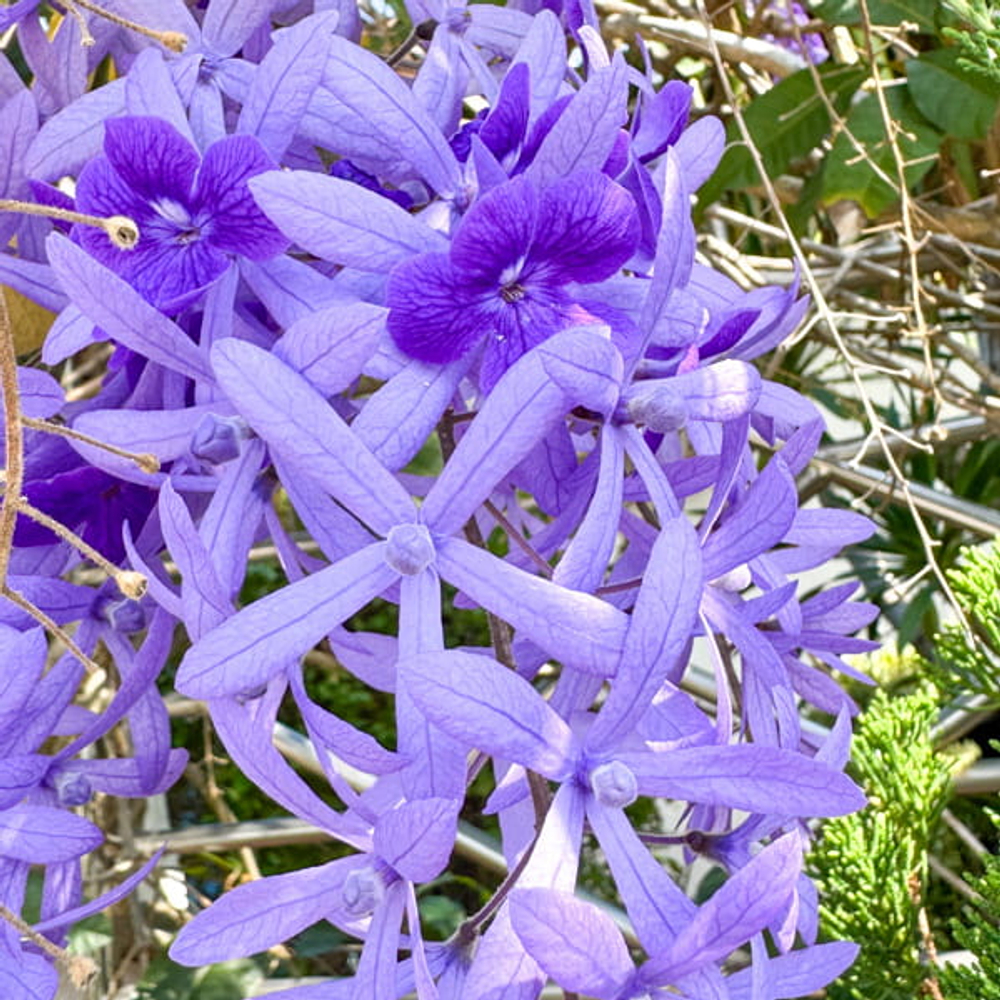 Петрея вьющаяся – Petrea volubilis (42)