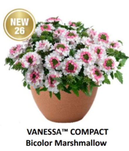 ЕВРО Вербена Vanessa Compact Bicolor Marshmallow укорененный ЕВРО черенок февраль поставка 21