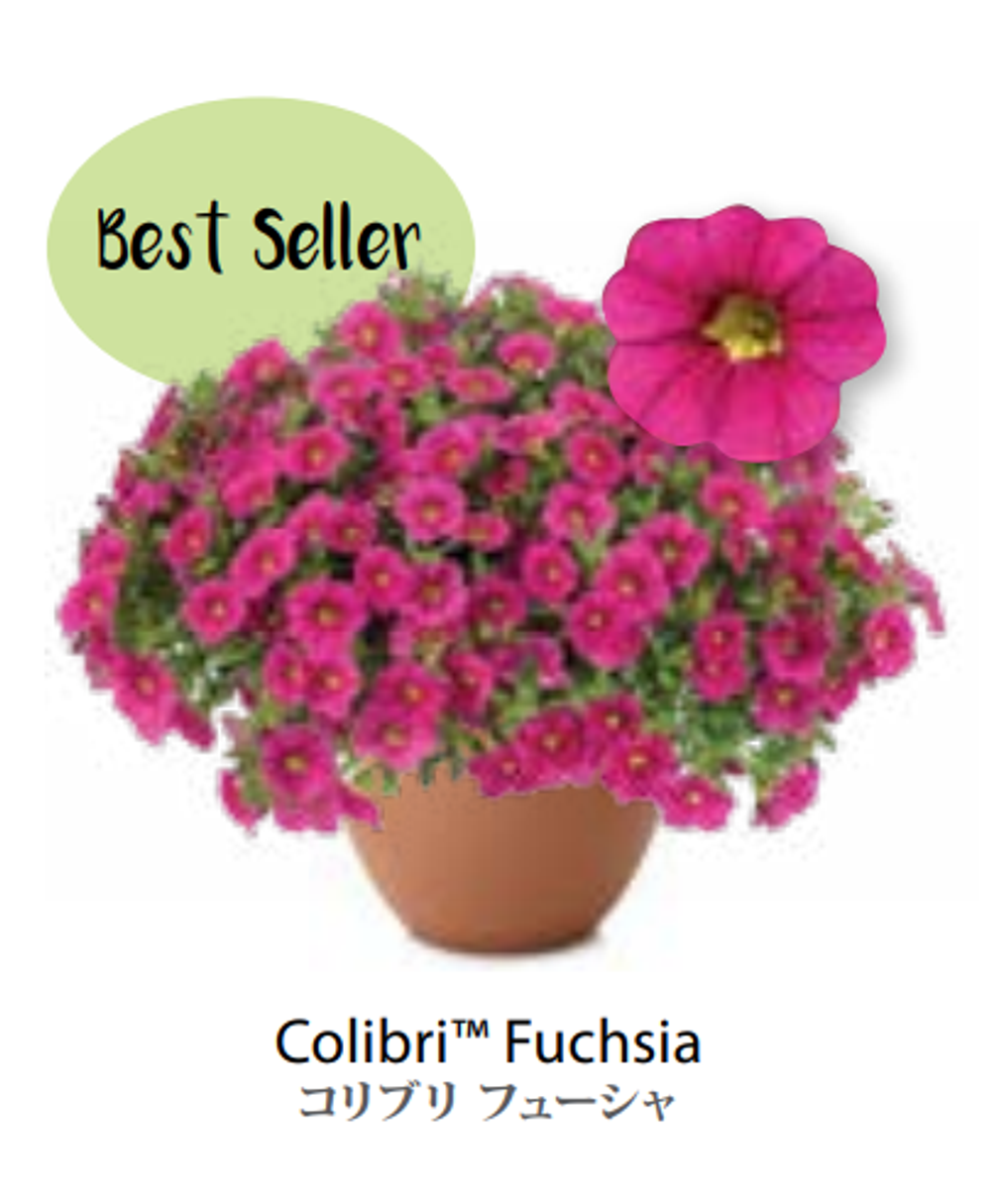 ЕВРО Calibrachoa Colibri Fuchsia укорененный черенок