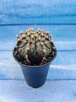 Gymnocalycium T-Rex Pink hybride (Гимнокалициум T-rex)