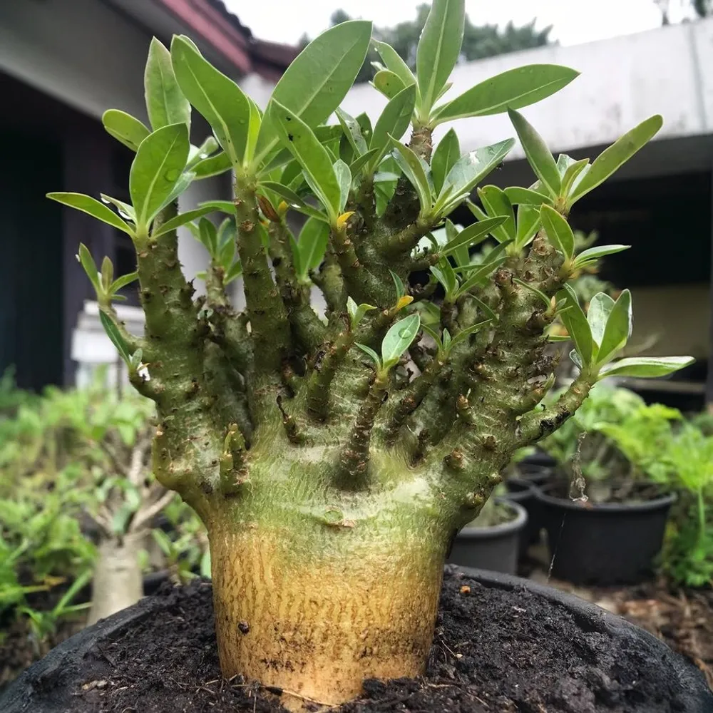 Адениум arabicum emerald P-MK — семена, 3 шт.