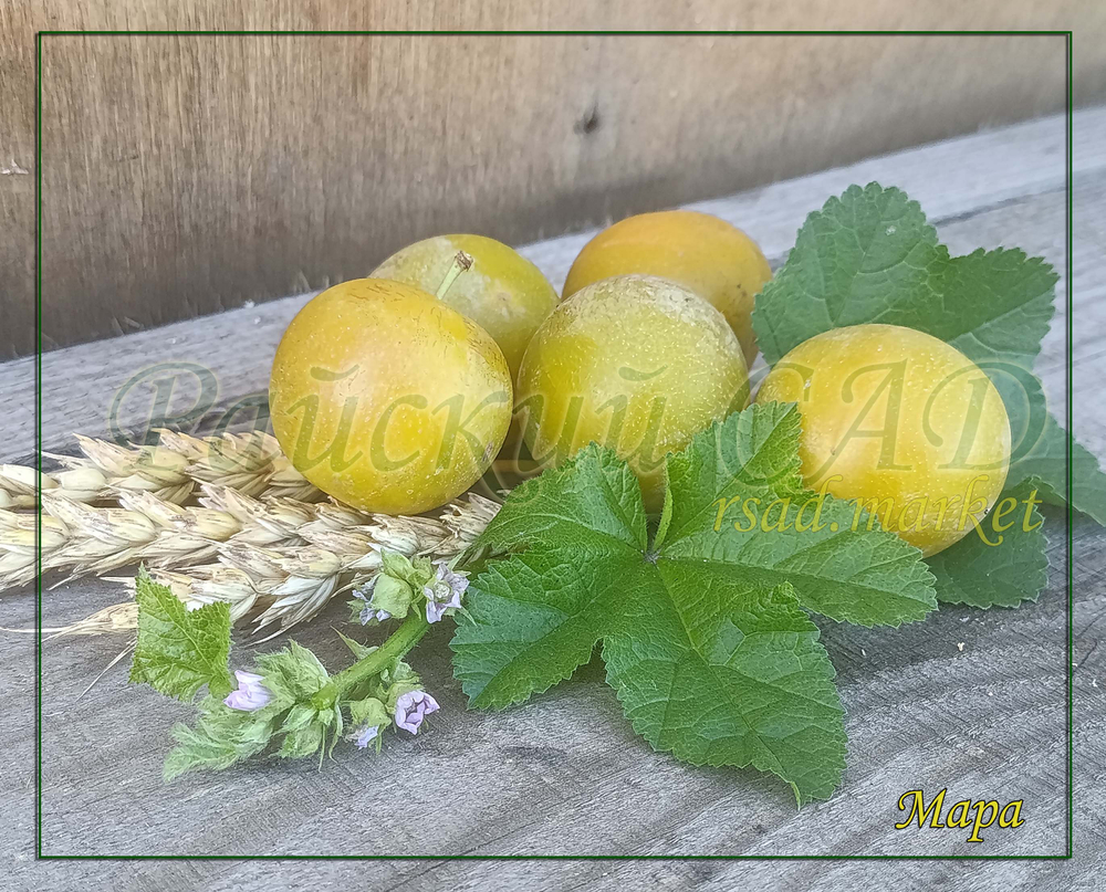 Слива ( Алыча) Мара
