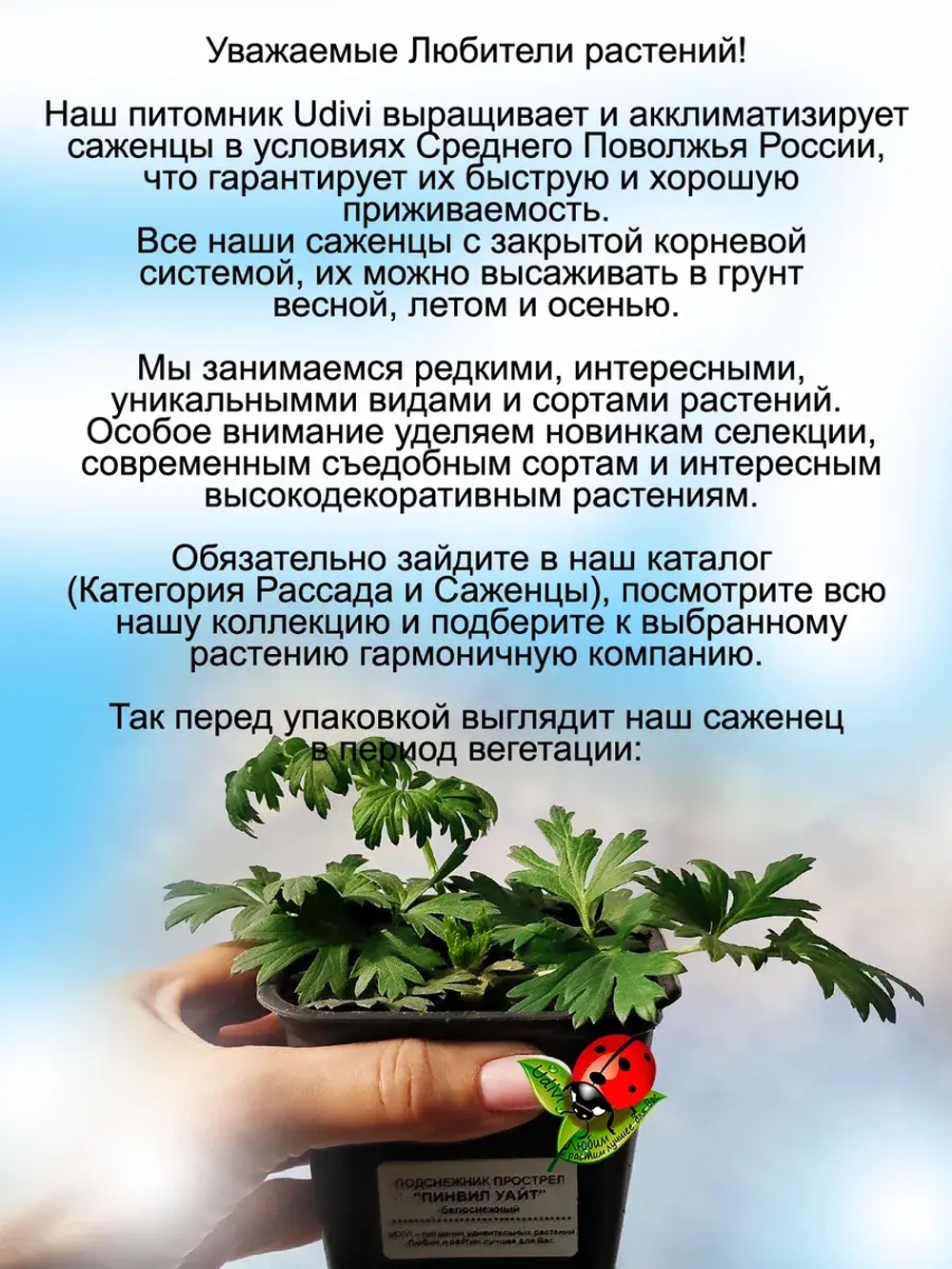 Подснежник Пинвил Вайт белый прострел
