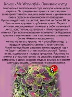 Колеус Мистер Вондерфул вегетативный
