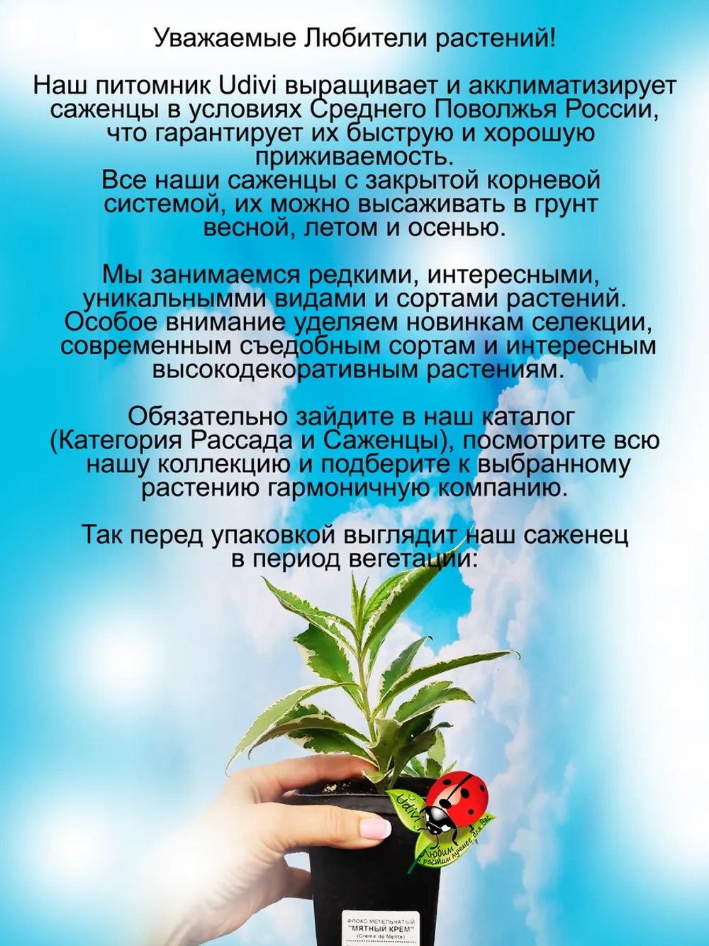 Флокс Мятный крем метельчатый