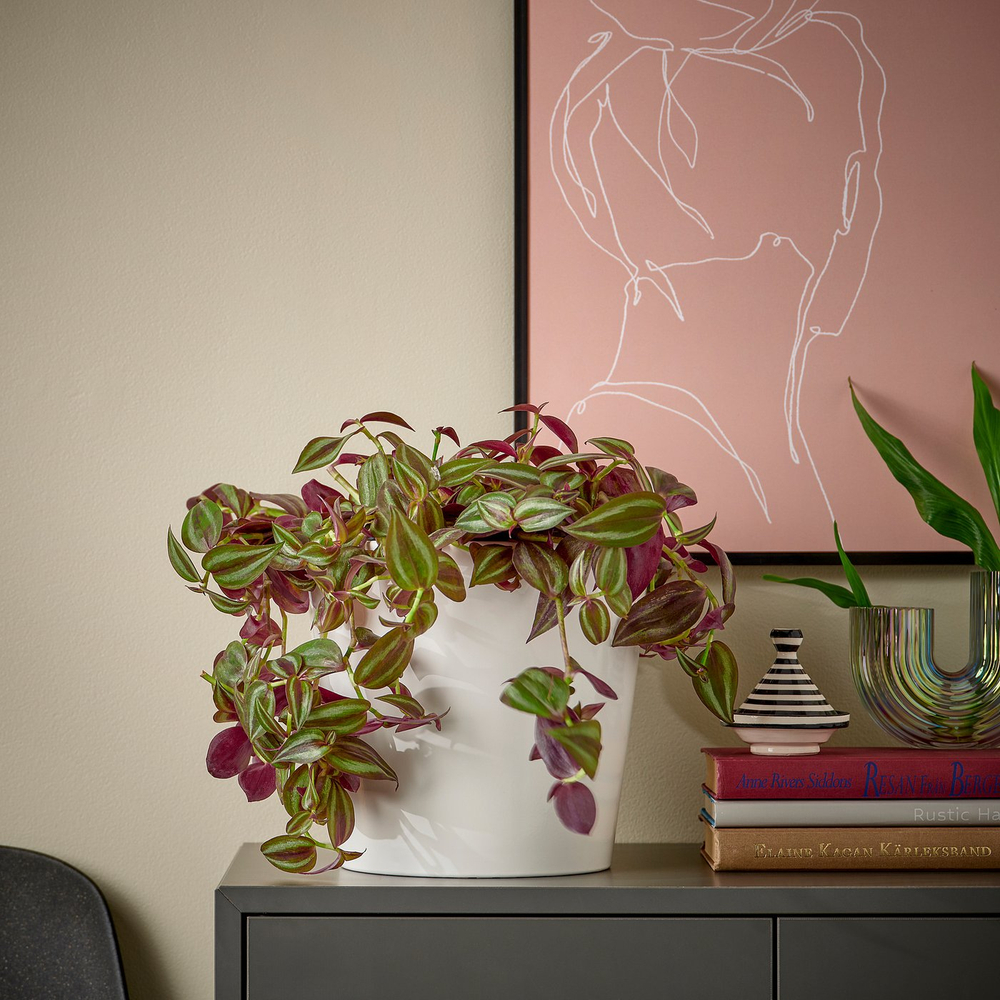 IKEA TRADESCANTIA  (ИКЕА ТРАДЕССАНТИА)  -  Растение подвесное - традесканция разные 17 см