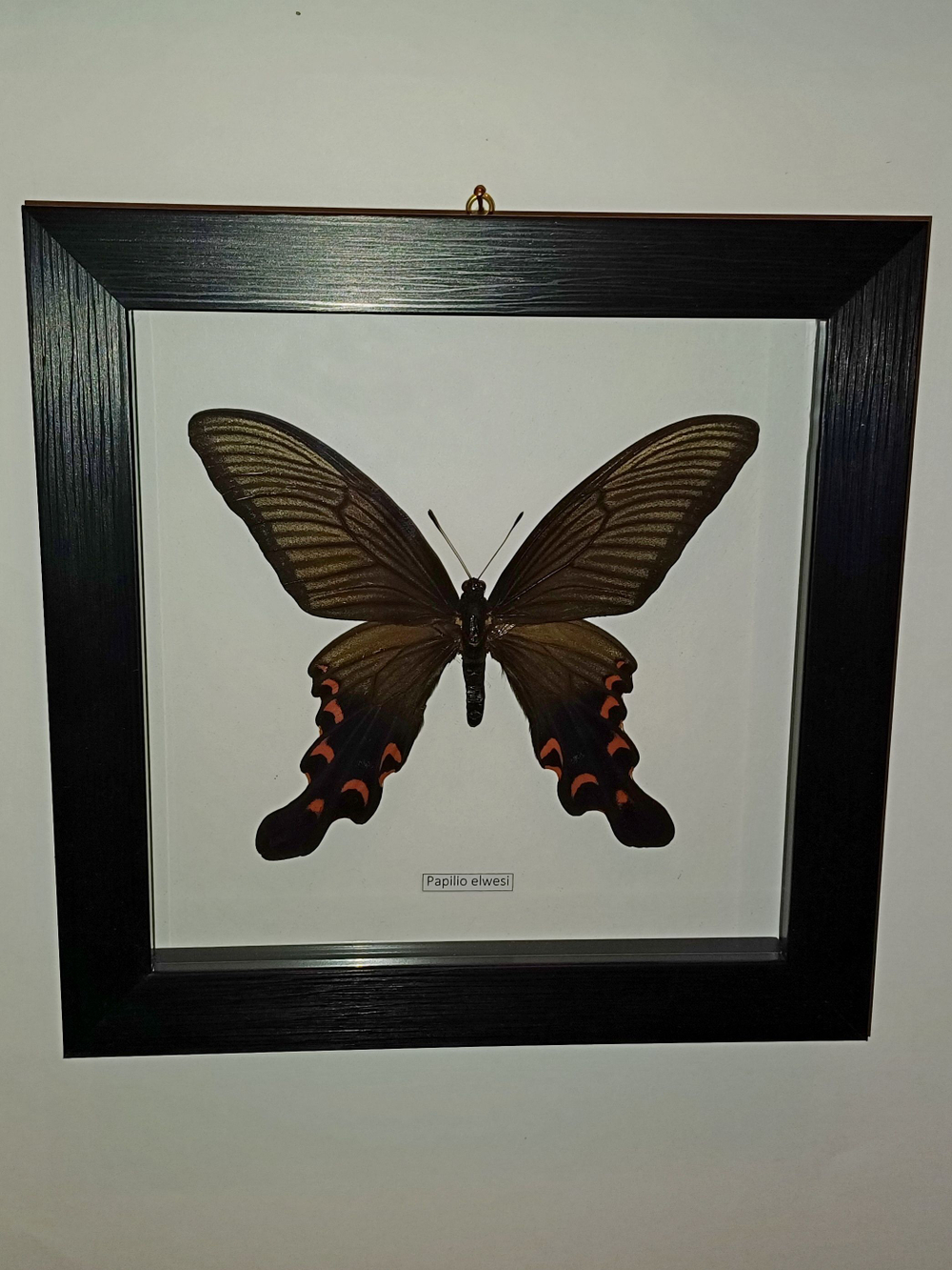 Бабочка Papilio elwesi в рамке