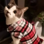 Кофта - рубашка фланелевая для мелких пород собак и кошек «BRO Style», цвет красный, р L