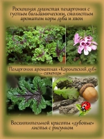 Пеларгония Королевский дуб