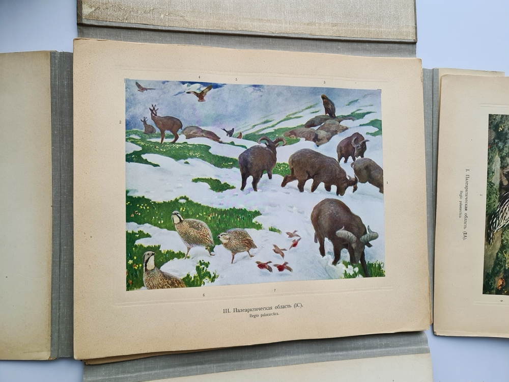 "Зоогеографический атлас". М.А. Мензбир. 1912 г. - редкая книга