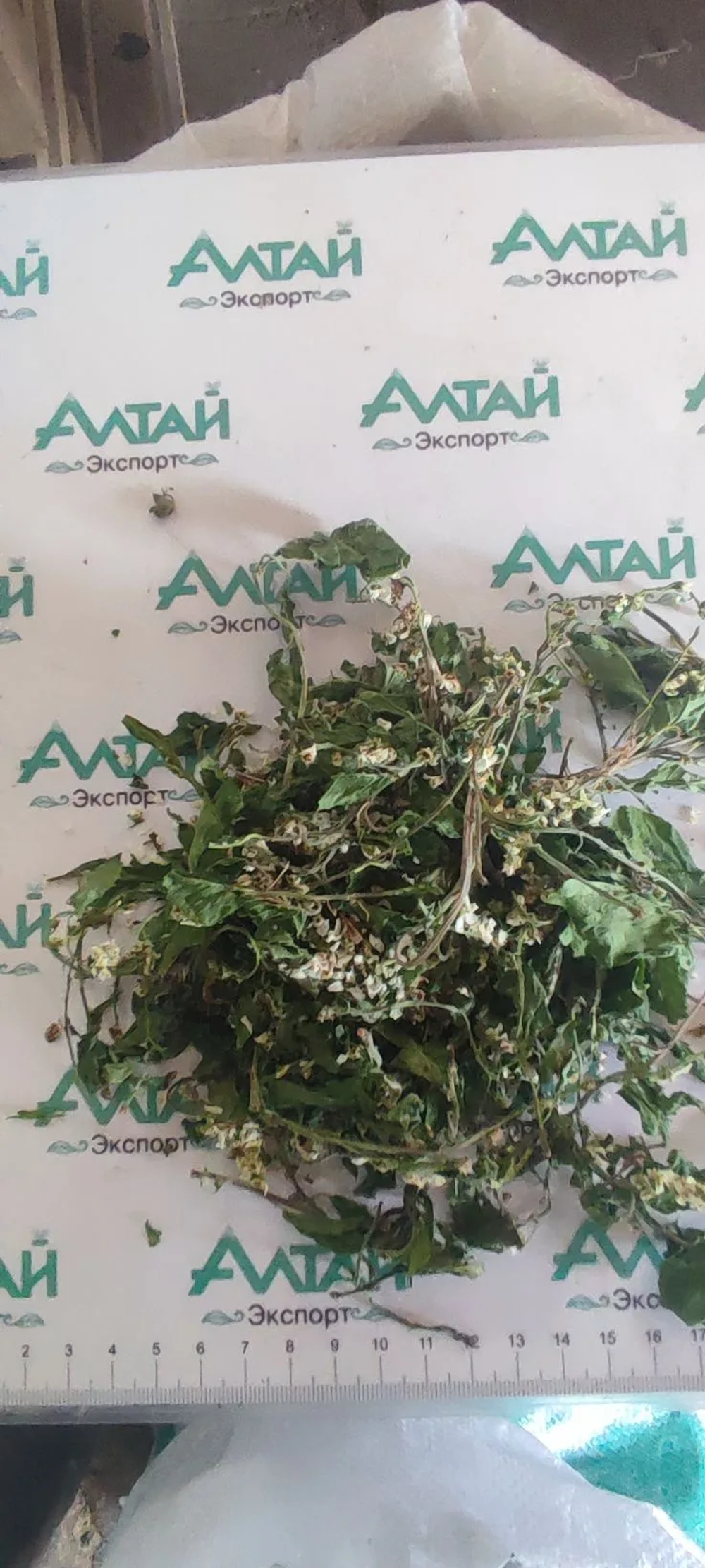 Черемуха цвет с листом Алтай