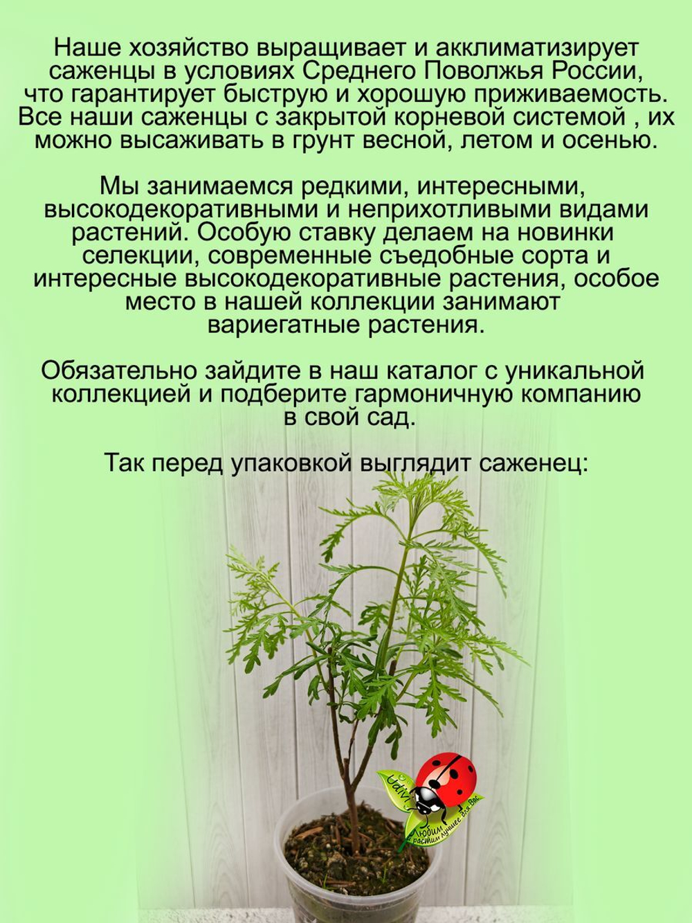 Полынь лимонная лечебная многолетняя