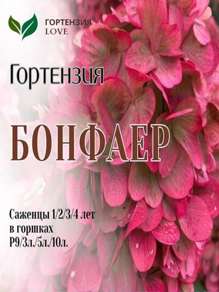 Гортензия метельчатая Бонфаер Р9