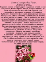 Сирень Ред Пикси повторноцветущая
