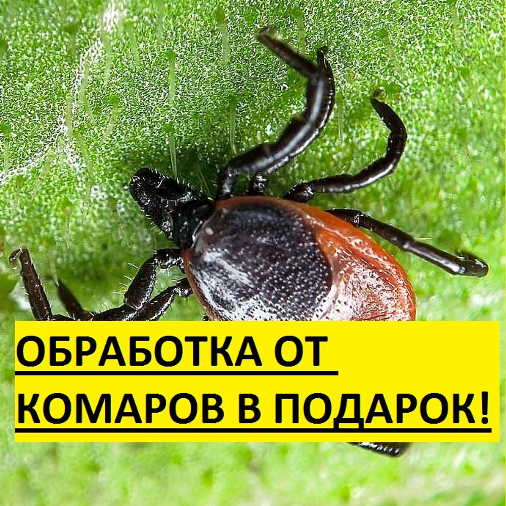 Уничтожение клещей и летающих насекомых
