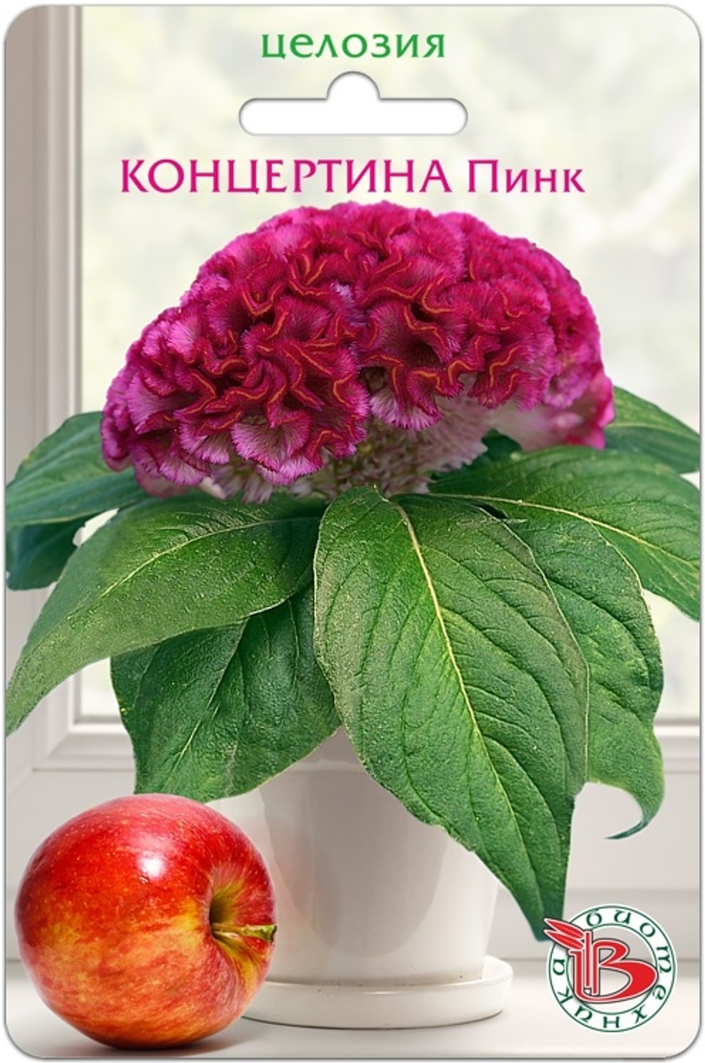 Целозия Концертина Пинк горшечная  8шт Б\техника