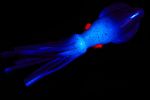 Приманки HIGASHI Squid 11 (set-10pcs) #16 (Double Green Glow - Green flakes)