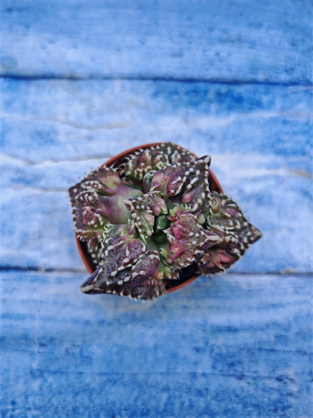 Faucaria Tuberculosa (Фаукария)