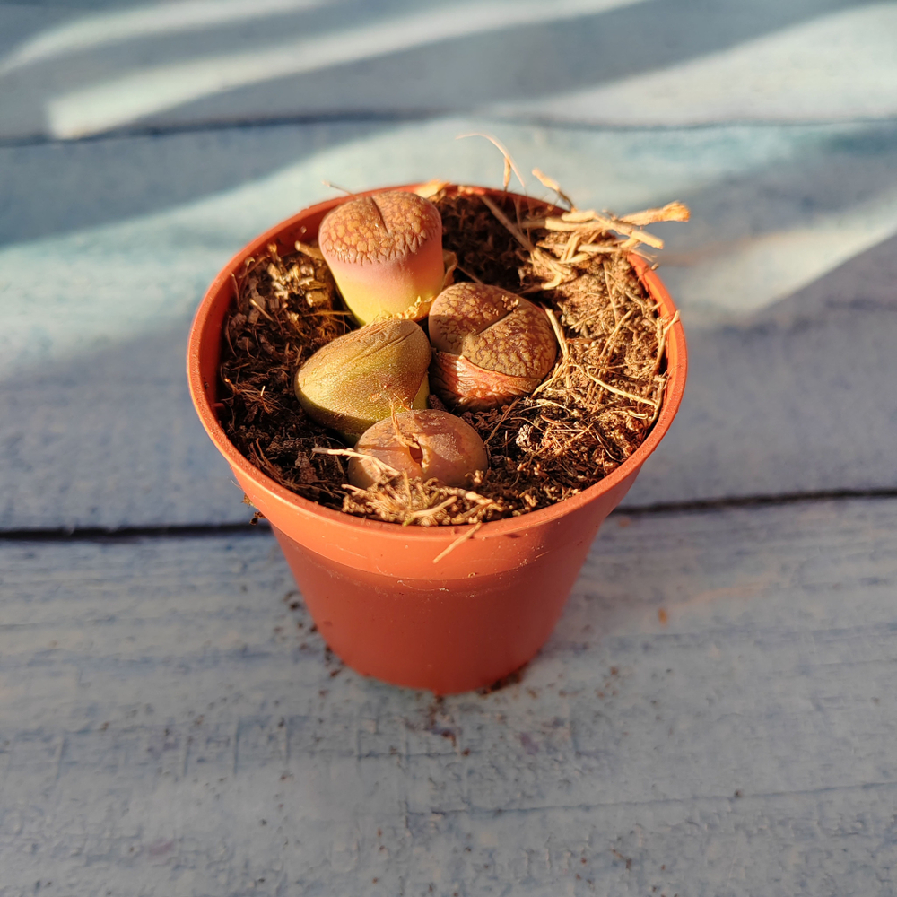 Lithops sp. (Литопсы)