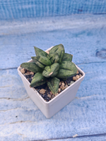 Sansevieria Pyramid Crown (Сансевиерия)