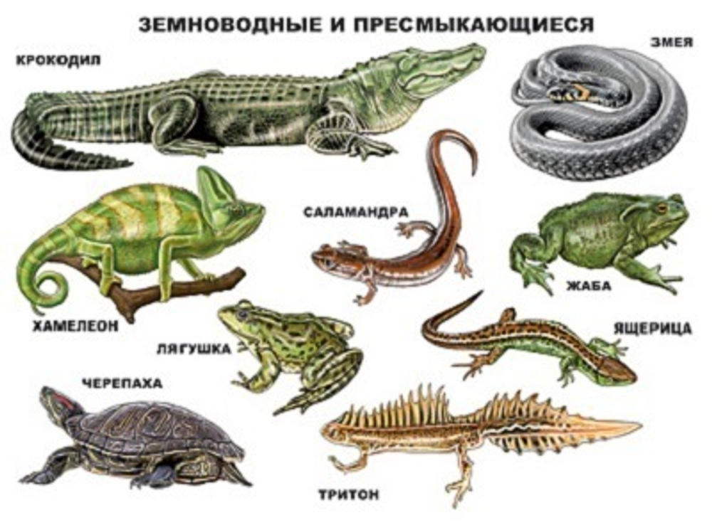 Плакат " Земноводные и пресмыкающиеся "