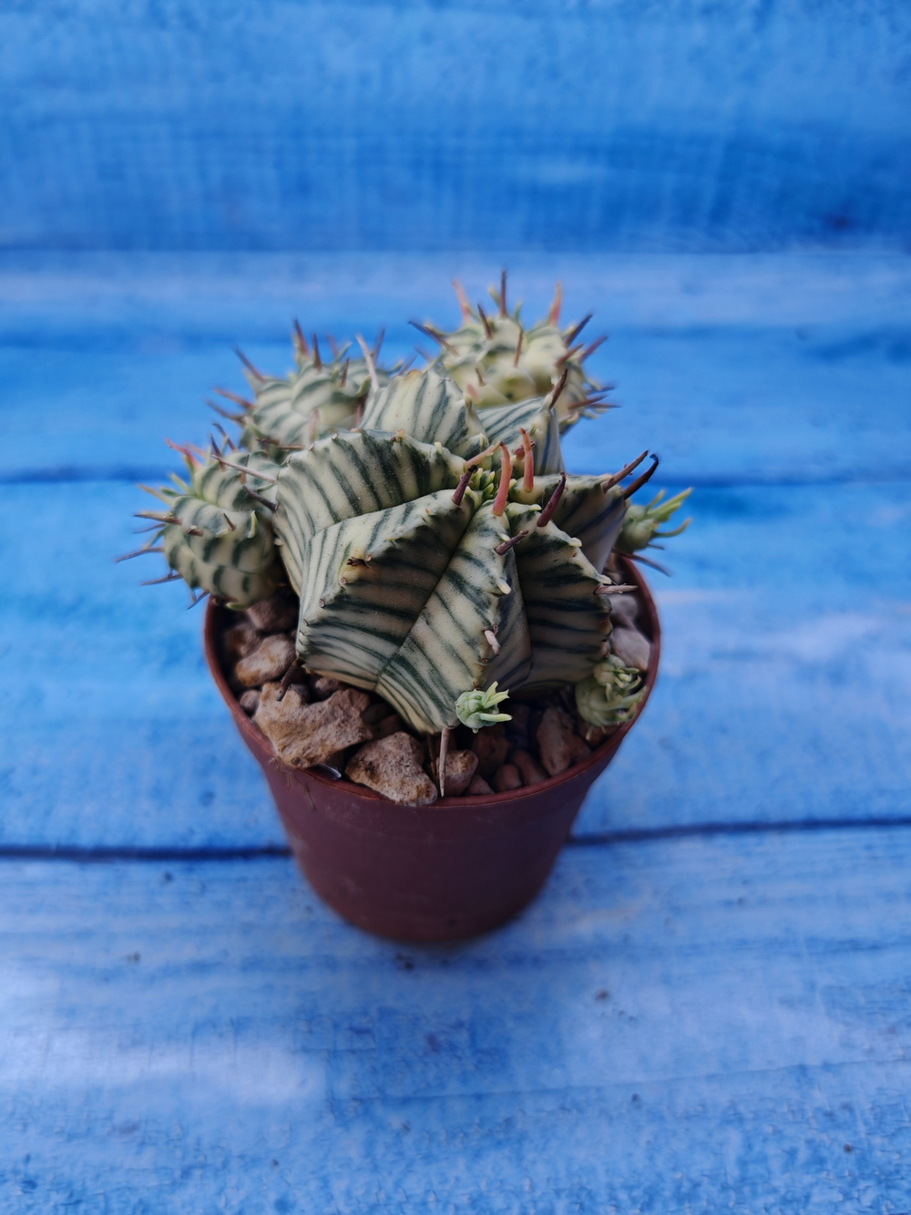 Euphorbia meloformis f. Variegated (Эуфорбия вариегатная)