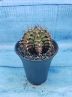 Gymnocalycium T-Rex Pink hybride (Гимнокалициум T-rex)