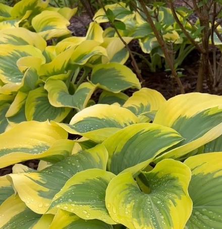 Хоста гибридная "Liberty". Hosta "Liberty".