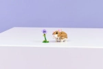 Конструктор LEGO Creator 3in1 31376 Cute Hamster with a Flower