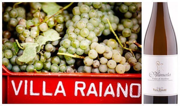 Alimata Fiano de Avelino получило "золото" от Wine Enthusiast Alimata Fiano de Avelino получило "золото" от Wine Enthusiast